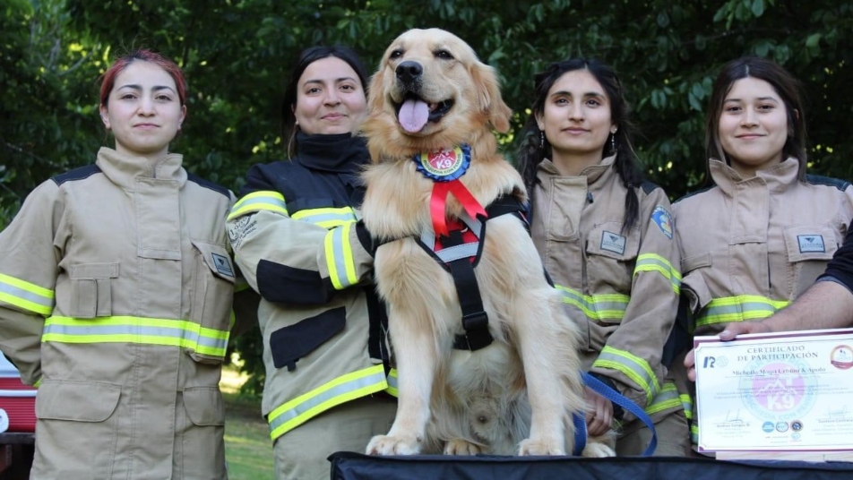 Apolo: El perro Bombero experto en búsqueda y rescate del CB de Nueva Imperial